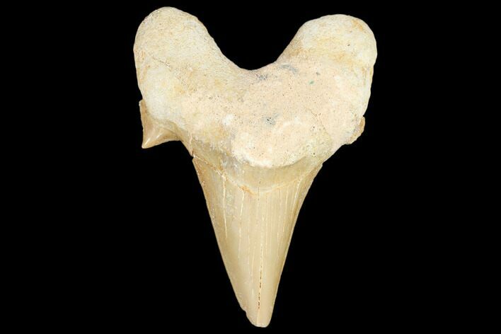 Fossil Shark Tooth (Otodus) - Morocco #103278
